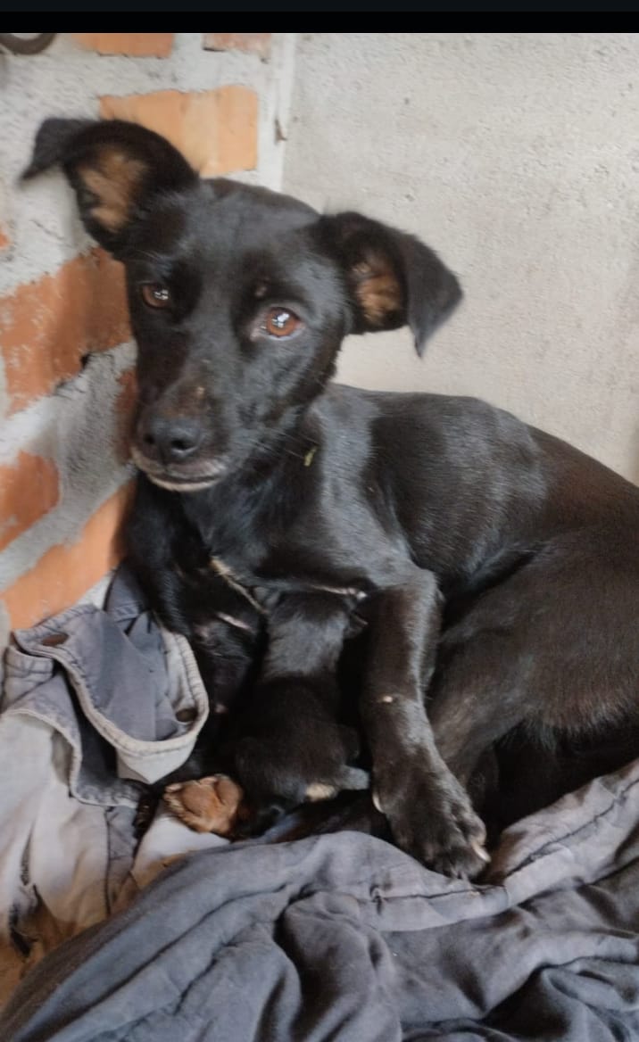 Rescataron a una perra y 16 cachorros que fueron abandonados en Santiago de Liniers: buscan a los responsables 3